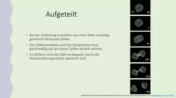 Vorschau - Präsentationen/Tafelbilder - Zellzyklus und Mitose - Seite 3