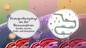 Vorschau - Präsentationen/Tafelbilder - Transportvorgänge an der Biomembran inkl. Endo- &Exocytose - Seite 1