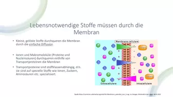 Vorschau - Präsentationen/Tafelbilder - Transportvorgänge an der Biomembran inkl. Endo- &Exocytose - Seite 2