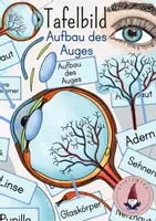 Vorschau - Stundenentwürfe - Tafelbild/ Legebild: Aufbau des Auges/ Bestandteile des Auges/ Inneres Auge - Deckblatt