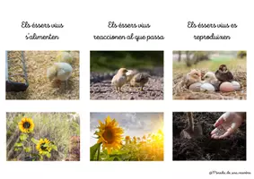 Vista previa - Unidades / Secuencias / Situaciones de Aprendizaje - Pack: les plantes - página 3