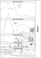 Vorschau - Mal- und Bastelvorlagen - Stockwerke des Waldes - Bastelvorlage | Biologie Klasse 7/8 - Seite 1