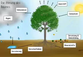 Vorschau - Poster - Photosynthese & Wasserkreislauf: Poster (bunt) - Seite 2