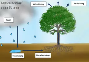 Vorschau - Poster - Photosynthese & Wasserkreislauf: Poster (bunt) - Seite 3