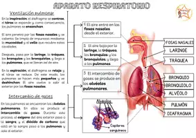 Vista previa - Hojas de trabajo - APARATO RESPIRATORIO - página 1
