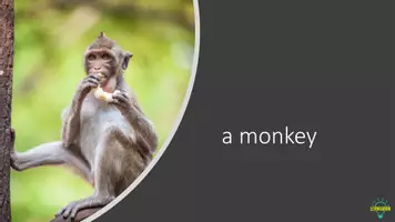 Vorschau - Präsentationen/Tafelbilder - Zoo Animals Powerpoint - Seite 2