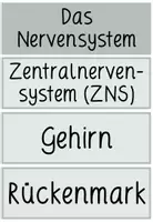 Vorschau - Präsentationen/Tafelbilder - NERVENSYSTEM - Bildkarten / Tafelkarten - Seite 3