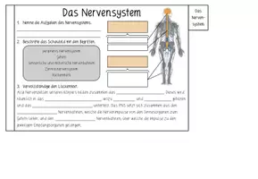 Vorschau - Arbeitsblätter - NERVENSYSTEM - Flipbook - Seite 3