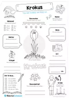 Vorschau - Arbeitsblätter - Steckbrief Krokus - Seite 1