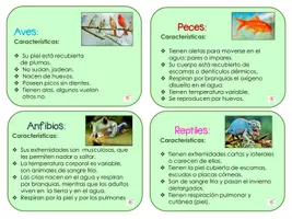 Vista previa - Unidades / Secuencias / Situaciones de Aprendizaje - Clasificación de animales vertebrados con hojas de trabajo. - página 3