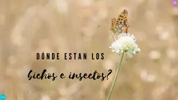 Aperçu - Jeux - Prépositions de lieu avec punaises et insectes - Présentation animée en ESPAGNOL - Preposiciones de Lugar con Bichos e Insectos - Presentación Animada - Page 2
