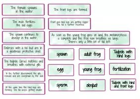Aperçu - Cartes / Images - Ensemble de cliparts: La Grenouille - Du têtard à la grenouille - Page 3