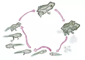 Aperçu - Cartes / Images - Ensemble de cliparts: La Grenouille - Du têtard à la grenouille - Page 2