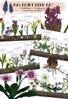Vorschau - Poster - Frühblüher - Tafelplakat / Poster - Deckblatt