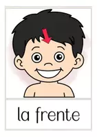 Aperçu - Présentation / Support pour le tableau - el cuerpo flash cards Espagnol - Page 3