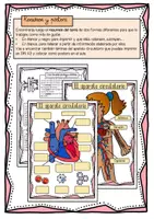 Vista previa - Unidades / Secuencias / Situaciones de Aprendizaje - Cuerpo humano: el aparato circulatorio - página 3