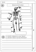 Vorschau - Klassenarbeiten - Klassenarbeit mein Körper Sachunterricht Klasse 3/4 - Seite 3