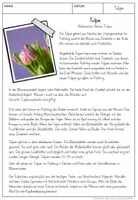 Vorschau - Arbeitsblätter - Unterrichtsmaterial über den Frühblüher Tulpe - Seite 2