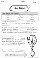 Vorschau - Arbeitsblätter - Unterrichtsmaterial über den Frühblüher Tulpe - Seite 3