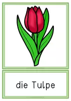 Vorschau - Arbeitsblätter - Lebenszyklus Tulpe - Paket ink.l INTERACTIVE - Seite 1