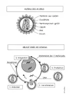 Vorschau - Arbeitsblätter - AB HIV Aufbau & Infektion - Seite 3
