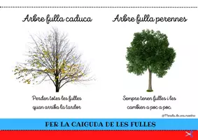 Vista previa - Hojas de trabajo - CLASSIFICACIÓ DE LES PLANTES - página 3