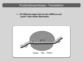 Vorschau - Präsentationen/Tafelbilder - Proteinbiosynthese - Translation (Präsentation) - Seite 1