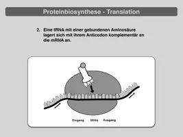Vorschau - Präsentationen/Tafelbilder - Proteinbiosynthese - Translation (Präsentation) - Seite 2