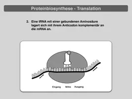 Vorschau - Präsentationen/Tafelbilder - Proteinbiosynthese - Translation (Präsentation) - Seite 3