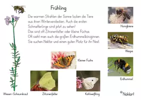 Vorschau - Arbeitsblätter - Frühling - Schmetterling - Biene - Hummel - Seite 1
