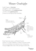 Vorschau - Arbeitsblätter - Insekten- Heuschrecken-Grashüpfer - Seite 1