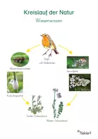 Vorschau - Unterrichtsreihen - Frühling - Kreislauf der Natur - Wiesenschaumzikade - Seite 2