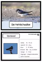 Vorschau - Arbeitsblätter - Materialpaket zur Mehlschwalbe - Seite 2