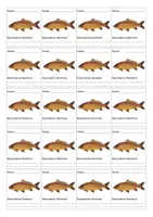 Vorschau - Arbeitsblätter - Vielfalt der Fische - Arbeitsblatt und Kennkarten - Seite 2