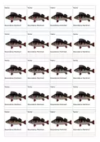 Vorschau - Arbeitsblätter - Vielfalt der Fische - Arbeitsblatt und Kennkarten - Seite 3