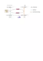 Vorschau - selbst erstellte Cliparts/Grafiken - Abbildung Alkoholische Gärung - Seite 1
