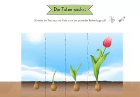 Vorschau - Arbeitsblätter - Tulpe wächst - Seite 2