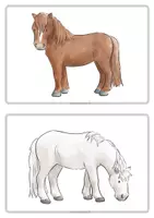 Vorschau - Unterrichtsreihen - Die Fellfarben des Pferdes - Material für Reittherapie und Reitpädagogik - Seite 2