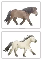Vorschau - Unterrichtsreihen - Die Fellfarben des Pferdes - Material für Reittherapie und Reitpädagogik - Seite 3