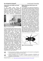 Vorschau - Arbeitsblätter - Der biologische Artbegriff - Arbeitsblatt - Seite 1