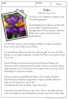 Vorschau - Arbeitsblätter - Unterrichtsmaterial über den Frühblüher Krokus #edukilights22 - Seite 2