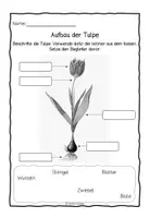 Vorschau - Arbeitsblätter - Frühblüher SPARPAKET - Seite 3