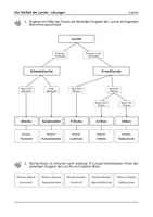 Vorschau - Arbeitsblätter - Vielfalt der Lurche - Arbeitsblatt zur Arbeit mit Bestimmungsschlüsseln - Seite 3