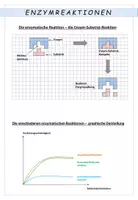 Vorschau - Stundenentwürfe - Biologie: Enzymhemmung - Unterrichtsentwurf - Seite 2