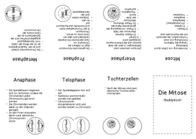 Vorschau - Arbeitsblätter - Buddybook Mitose - Seite 2