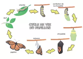 Aperçu - Apprentissages en autonomie - Lapbook pour connaître le papillon - Page de couverture