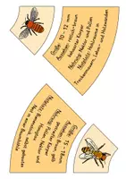 Vorschau - Poster - Wildbienen - Legekreis - Seite 3