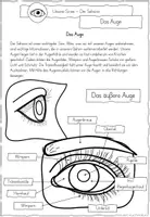 Vorschau - Arbeitsblätter - Arbeitsblätter Sinne - Sehsinn - Das Auge - Seite 3