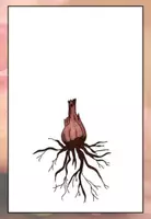 Vorschau - Poster - Das Tulpenjahr - Tafelmaterial - Seite 3