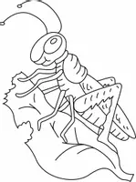 Aperçu - Matériel pour travaux manuels / dessin - Coloriage Sauterelle - Page de couverture